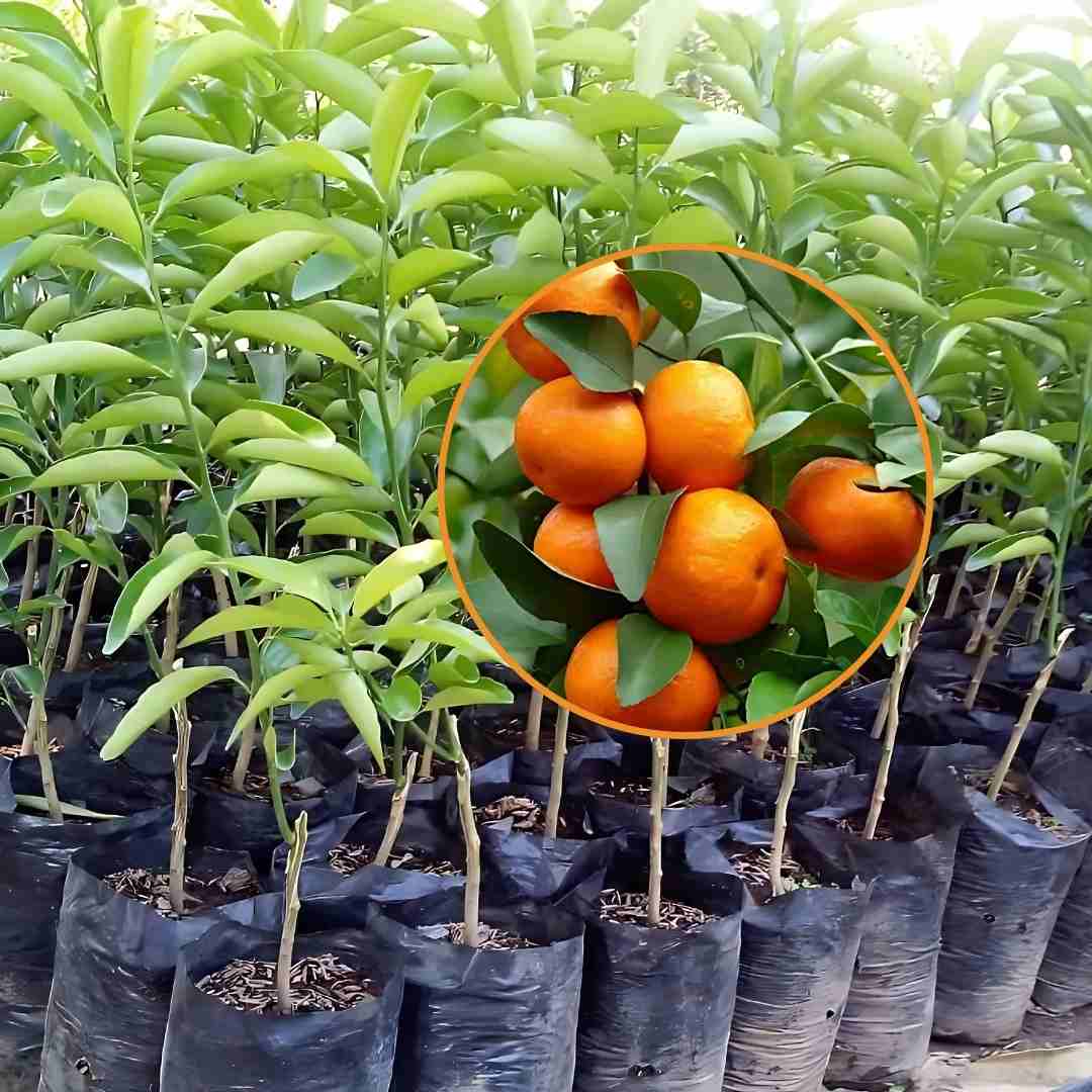 Bibit Anggur Brazil