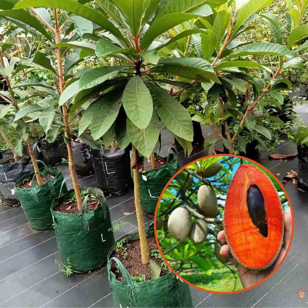 Bibit Sawo Mamey Sapote