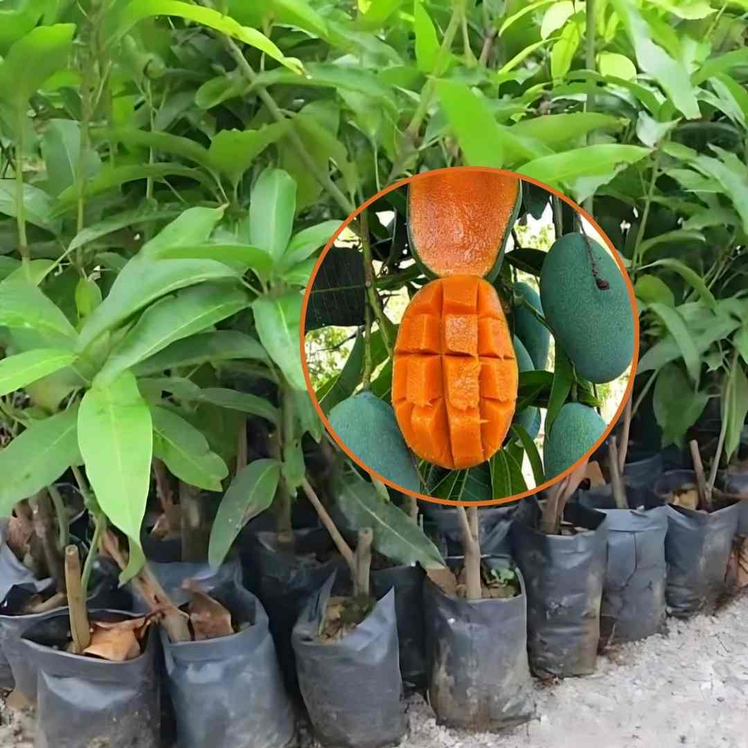 Bibit Mangga Harum Manis