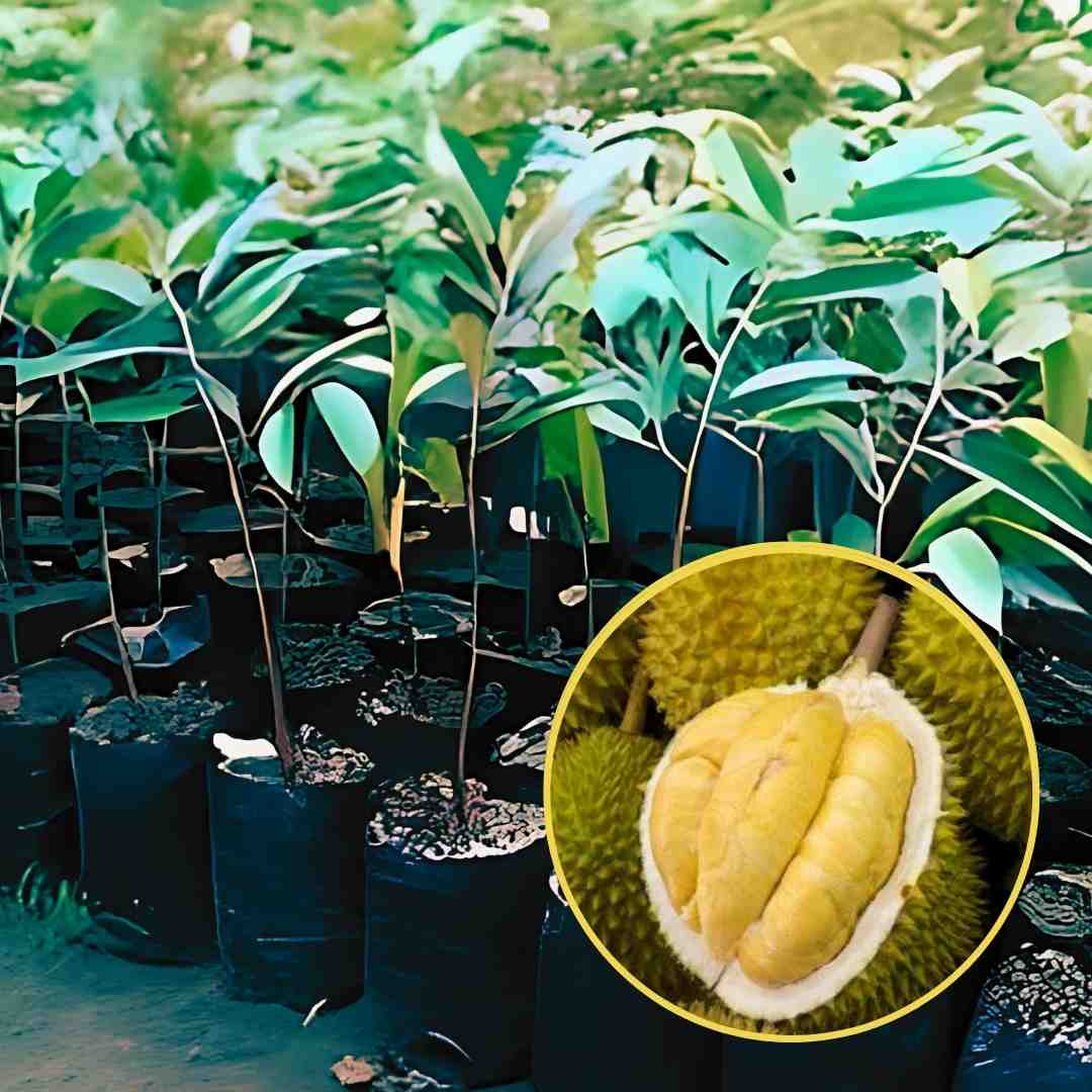 Bibit Durian Bawor