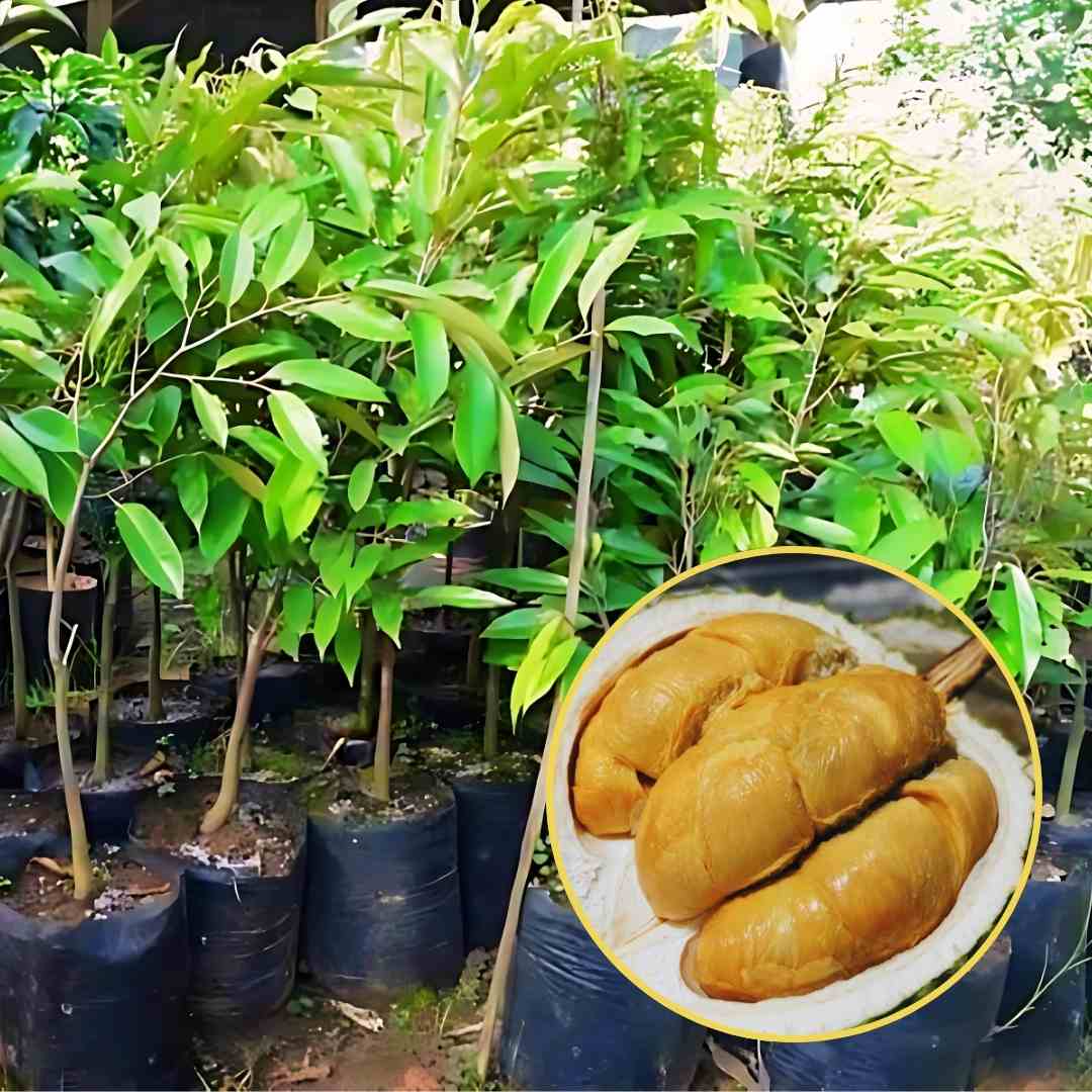 Bibit Durian Duri Hitam