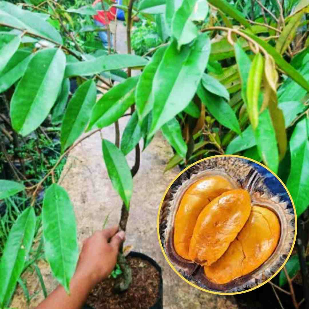 Bibit Durian Lay