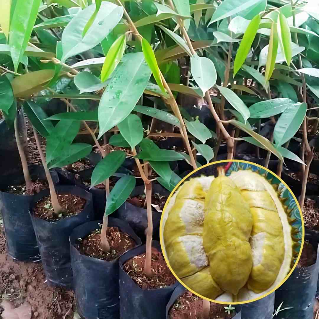 Bibit Durian Matahari