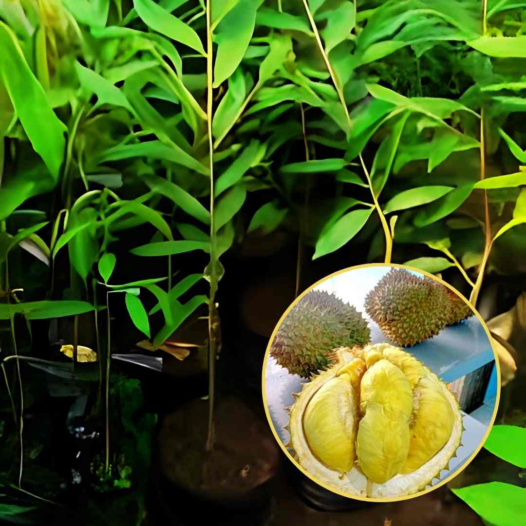 Bibit Durian Montong
