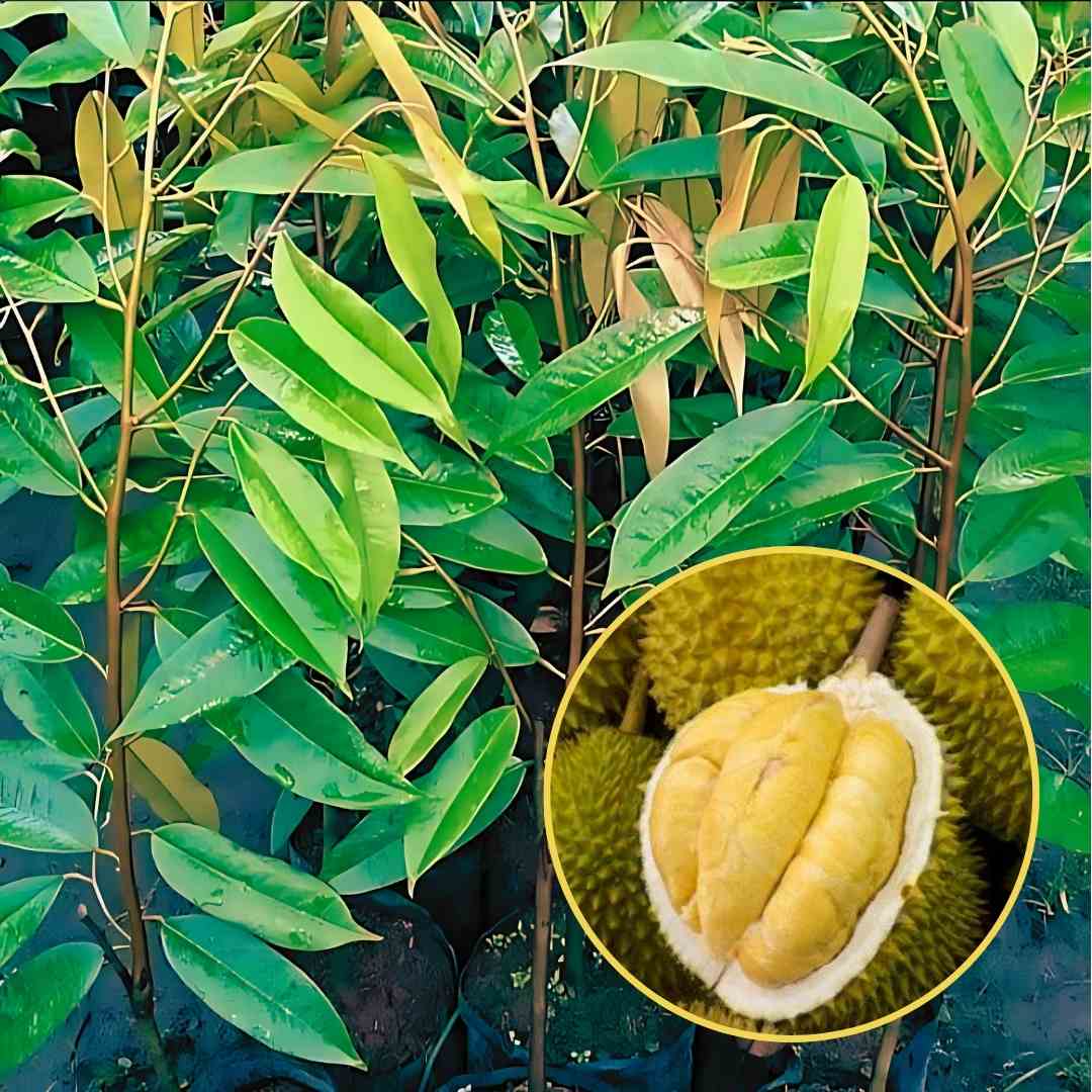 Bibit Durian Musangking