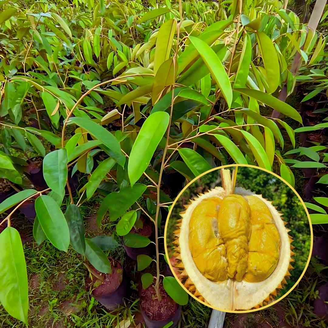 Bibit Durian Namlung/Cumasi