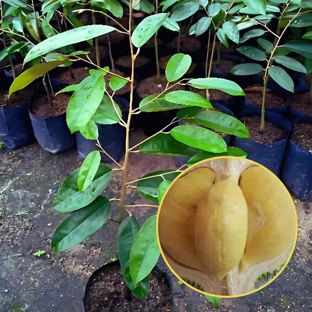 Bibit Durian Super Tembaga