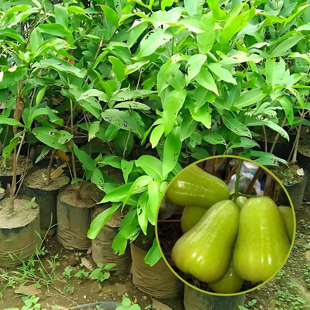 Bibit Jambu Air Madu Deli Hijau
