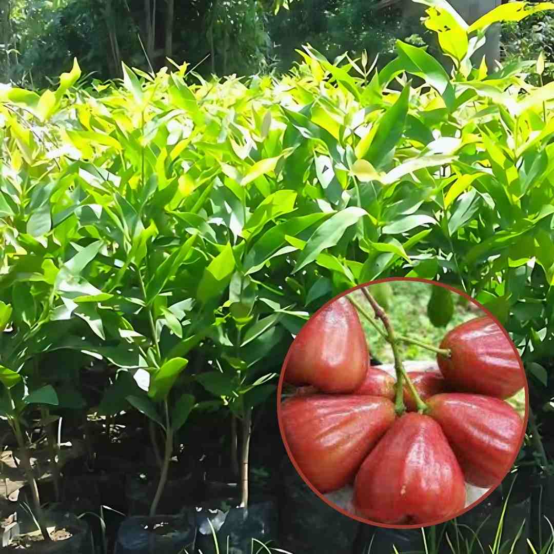 Bibit Jambu Air Dalhari