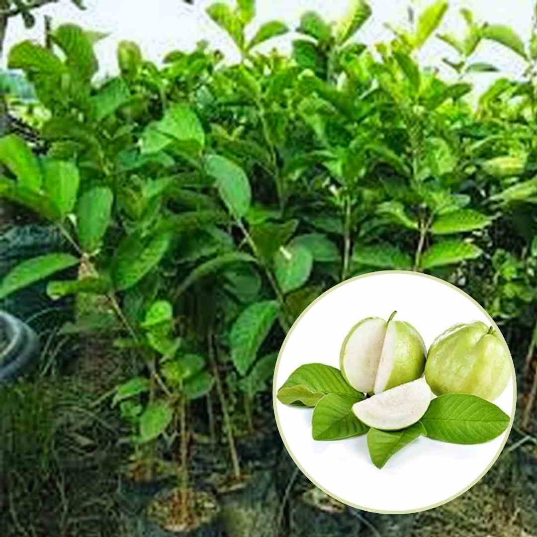Bibit Jambu Kristal