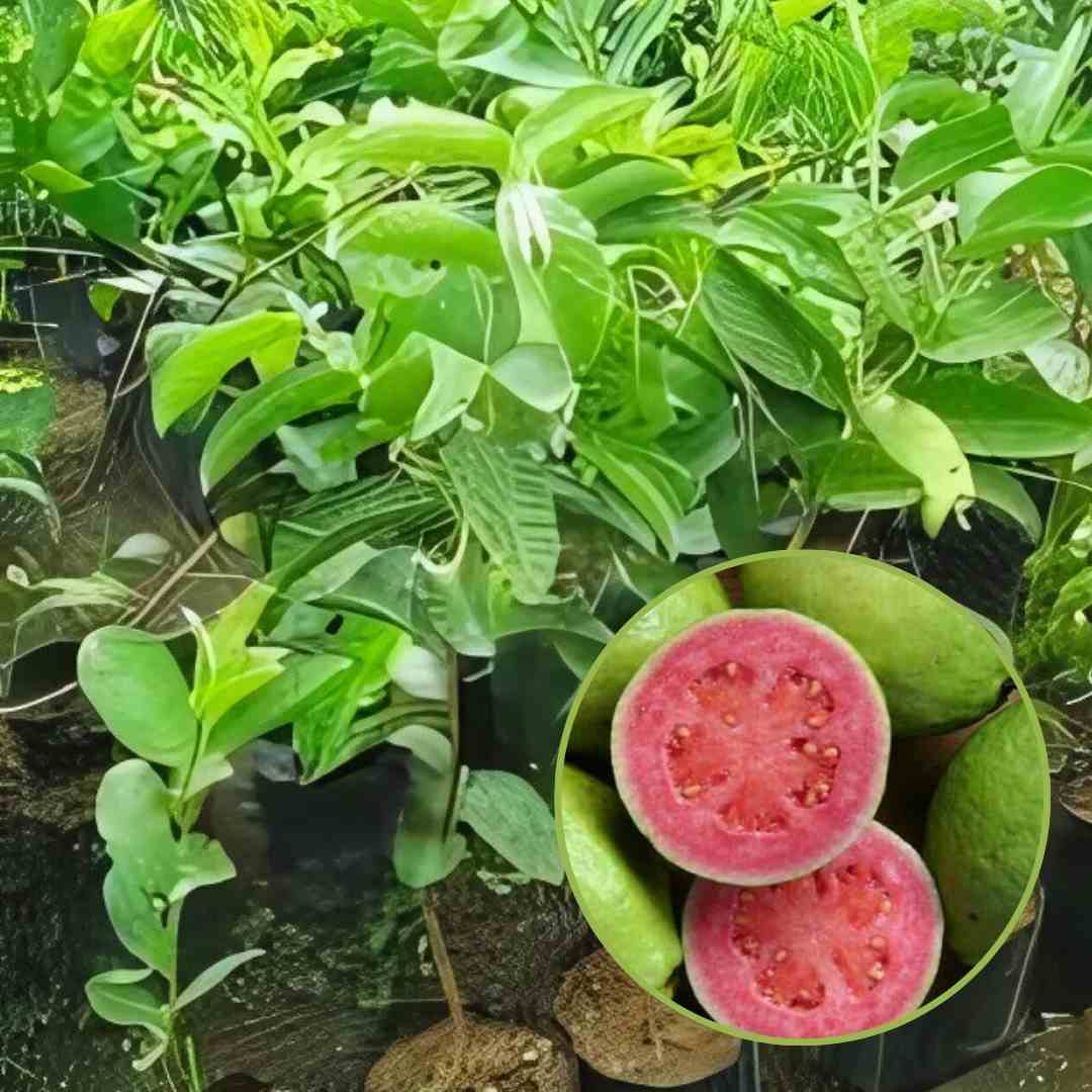 Bibit Jambu Mega Merah
