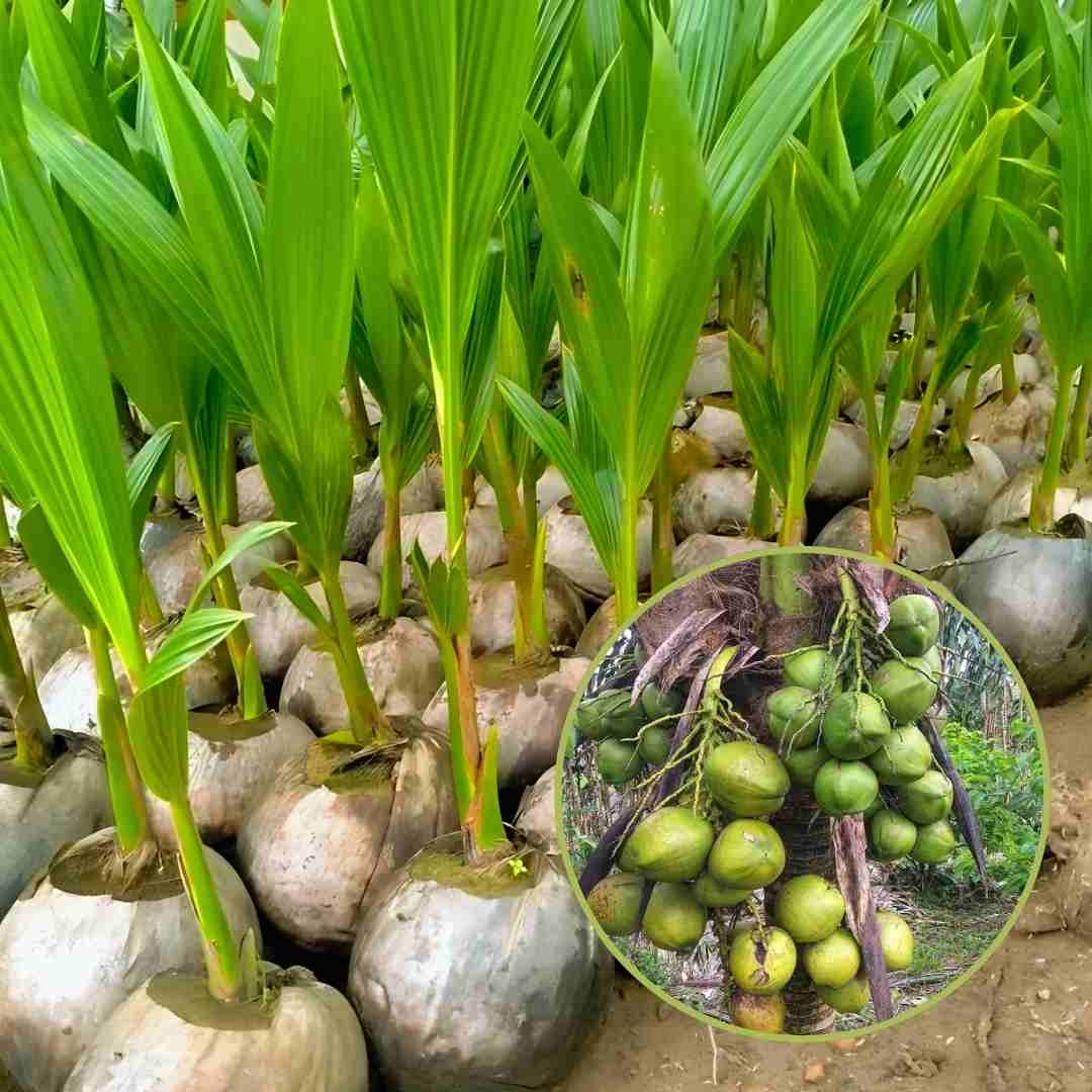 Bibit Kelapa Hibrida