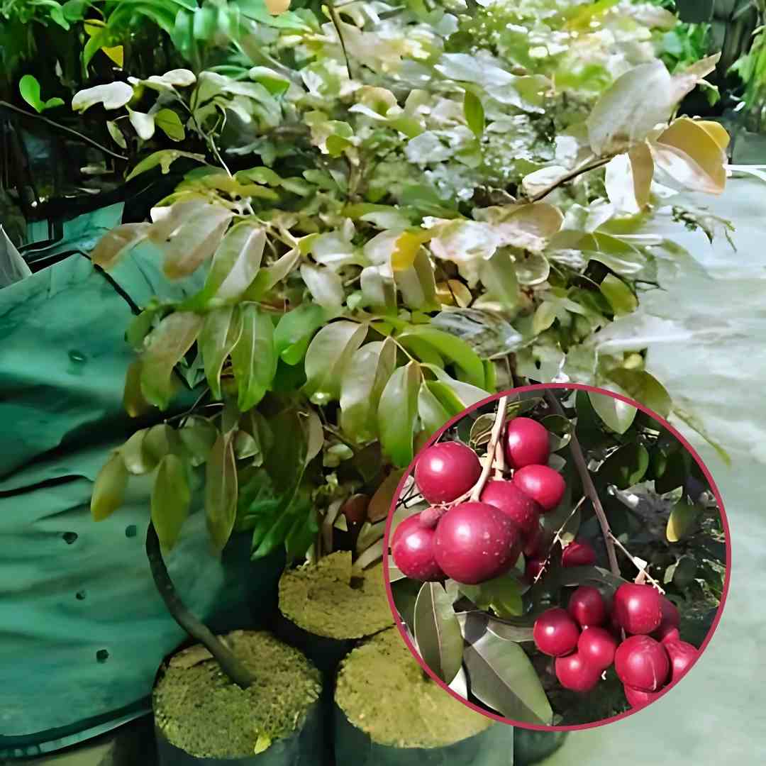 Bibit Kelengkeng Merah