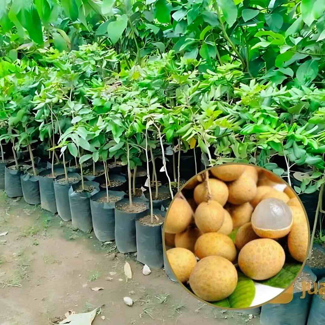 Bibit Kelengkeng Pingpong