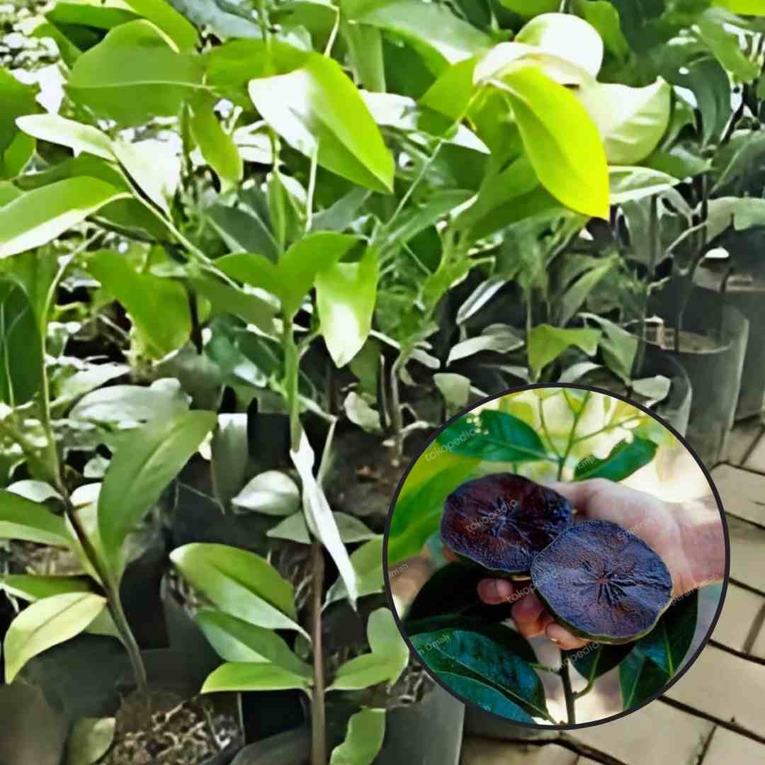 Bibit Black Sapote