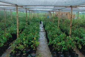 Bibit Durian Unggul di Green Tani: Pilihan Terbaik untuk Petani dan Pecinta Durian