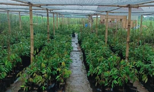 Supplier Bibit Durian Unggul di Bogor
